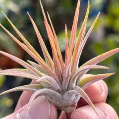 SYバンハイニンギー ハワイアンピーチ＋アルボ バンハイニンギー × ブルボーサベリーズ Tillandsia ionantha v