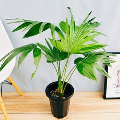 ［現品］84番　ビロウヤシ　8号　観葉植物　大型　ヤシ　プラスチック鉢　南国風　おしゃれ　綺麗　珍しい