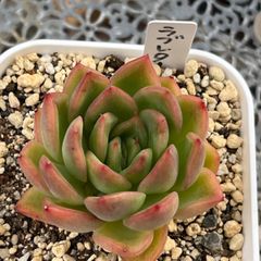 多肉植物 ☘️ ラブレター 抜き苗