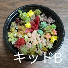 キッドB 多肉植物　セダム　クラッスラ等　差し穂　寄せ植え　キッドB　(レッドベリー　小米星　マジョール　紅葉祭　リトルフロッジー　姫秋麗　ステフコ　森村万年草　ドリームスター　レモータ　リトルミッシー　黄金丸葉　ミルキーウェイ　等　)