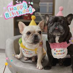 犬 猫　誕生日 スタイ帽子セット 猫 誕生日お祝い 記念日 写真 撮影