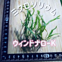 ミクロソリウム サラワク カピットウエスト - メルカリ