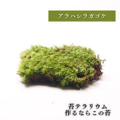 【高原の苔】 アラハシラガゴケ アラハオキナゴケ ヤマゴケ 苔テラリウム 苔 パック 明るい日陰向き オープンからクローズ 密閉容器向け M(１０ｃｍ×１７ｃｍ)外寸