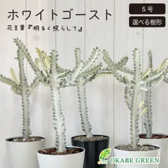 抜き苗 まとめ売り ホワイトゴースト 11本 抜き苗 まとめ売り ホワイトゴースト 11本 - メルカリ