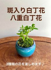 【限定】斑入り白丁花と八重白丁花のミニ盆栽　トルコブルーの鉢
