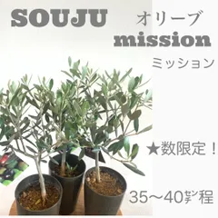 オリーブの木 souju 『ミッション』特大苗木最高等級 - メルカリ