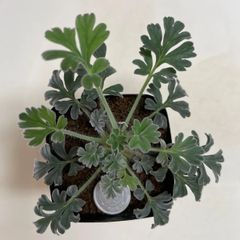 多肉植物　コーデックス　ペラルゴニウム　インクラサツム　抜き苗　根付き