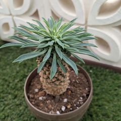 多肉植物ユーフォルビア属  ソテツキリン