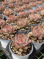 抜き苗 コウフンチキ MY2×18株 ふっくら 多肉植物 エケベリア サボテン 韓国苗 新入荷