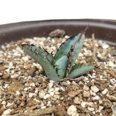 Y1 子珠アガベ チタノタ ブラックアンドブルー 'Black&Blue ' BB藍鯨