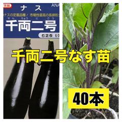 夏野菜苗‼️千両茄子40本‼️