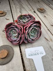 ミューズリー　エケベリア　トロピカルガーデン　多肉植物