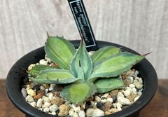 Agave /アガベ パリー ホーチエンシス 吉祥天錦 発根済み 送料込み