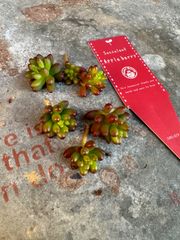 ご確認用 - メルカリ