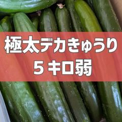 超特価！極太デカきゅうり！　野菜ソムリエサミット銀賞受賞　農家直送　減農薬　有機肥料　きゅうり　訳あり　規格外　5kg 産地直送