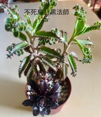 多肉植物　寄せ植え