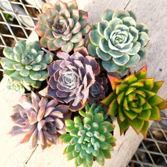 メルカリ便　シャビアナ錦　大苗　ポットごと メルカリ便 シャビアナ錦 大苗 ポットごと