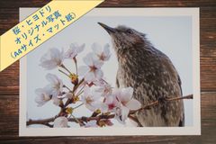【ヒヨドリ・桜】オリジナル写真プリント（マット紙・A4サイズ）【野生動物】