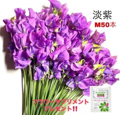 スイートピー 100本 (生産者おまかせ) - 花束・切花