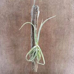 チランジア　ドゥラティ　流木   Tillandsia duratii  ブロメリア科  ティランジア属 エアープランツ  観葉植物 観葉 植物 珍奇植物 珍奇 ハンギング 吊るす 吊り下げ インテリア プレゼント