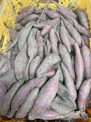 茨城県産 さつまいも すずほっくり 5キロ