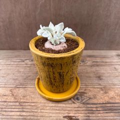 シンニンギア レウコトリカ  鉢付 現品　 Sinningia leucotricha 断崖の女王 レクステネリア ブラジリアン エーデルワイス 観葉植物 観葉 植物 塊根植物 塊根 コーデックス インテリア プレゼント おしゃれ かわいい グリーン