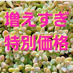 多肉植物セダム　姫秋麗50カット【育成説明書付】