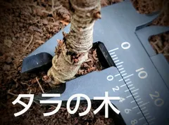 タラの木 12 cmポット苗 18 ポット 二年以上お世話した苗 楽天市場】トゲなし 『 タラの芽の木 』 10.5cmポット苗 【2個