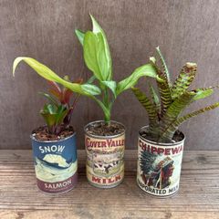 【サンプル】缶プランツ 3個セット  観葉植物 観葉 植物 アグラオネマ サトイモ科 アグラオネマ属 ネオレゲリア タンクブロメリア ブロメリア アナナス ハンギング インテリア プレゼント