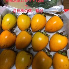 無農薬　あたご柿　渋柿お試しセット