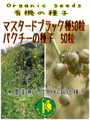 マスタードブラックの種50粒とパクチー（コリアンダー/香菜）種50粒のセット販売 有機種子・無農薬無化学肥料栽培のタネ