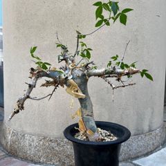 特大】キフォステンマ モンタグナッキー 現地球 - メルカリ
