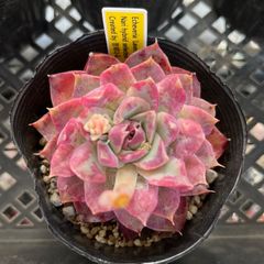 エケベリア レッドハイ (発根済み) チャンフィー苗 多肉植物 韓国苗