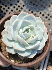 多肉植物　エケベリア　白茶　6-7cm   大株　抜き苗　1株