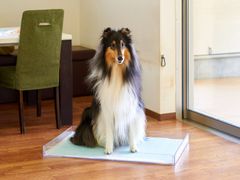 【撮影サンプル品】クリアレット2(L) メッシュセット 【犬トイレ】※撮影サンプル品です。ペットの排泄はございません。