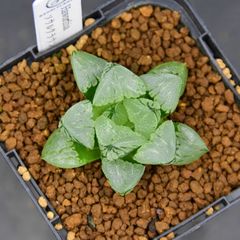 メルカリ便　【ソマリエンシス錦　カモフラ　バリエガータ】 メルカリ便 【ソマリエンシス錦 カモフラ バリエガータ】 - メルカリ
