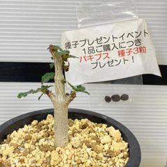 2848 「塊根植物」ボスウェリア　ナナ 植え【多分発根開始・Boswellia nana・希少・多肉植物・購入でパキプス種子プレゼント】