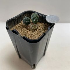 多肉植物　サボテン　プナ(レア)  抜き苗　根付き