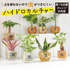 観葉植物 小さい ミニ ハイドロカルチャー 【オレンジゼオライト 四角器】  選べる品種 ミニ観葉 ガジュマルの木 がじゅまる サンスベリア パキラ テーブルヤシ アイビー ネオレゲリア ポトス シンゴニウム 小さい おしゃれ 送料無料