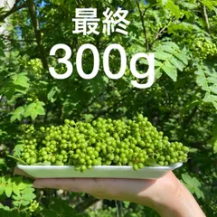 2024年最新】山椒の実 500gの人気アイテム - メルカリ