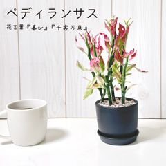 観葉植物 小さい ペディランサス 銀竜 3号 黒プラスチック鉢 受皿付 ピンク石付 商売繁盛の木 金運 風水 運気アップ ダイギンリュウ ギンリュウ 苗 苗木 おしゃれ 鉢植え お祝い 誕生日 インテリア リビング 送料無料 [黒3]