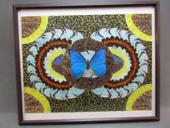 アート　蝶の額　モルフォ蝶
