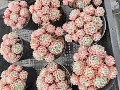 新店オープン！フォロワー限定 1株 YK552 可愛い泡古荘 多肉植物 花 園芸　 抜き苗