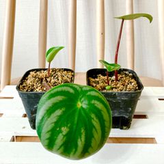 スイカぺぺ　ペペロミア　サンデルシー