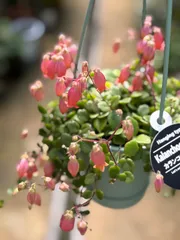 レア♪【抜き苗】もりもり！カランコエ フィフィ 多肉植物 プラ