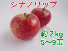 『シナノリップ』2㎏サイズ箱（5～9玉）長野県専売真夏のシャキシャキリンゴ