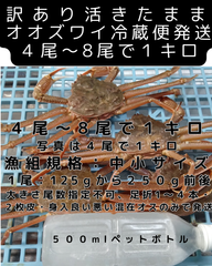 活きたまま発送　訳ありオオズワイ　オス　４尾～８尾で１キロ
