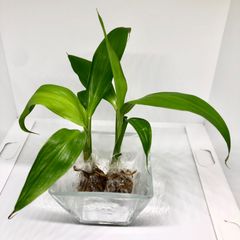 《発根済み》ティーリーフ トップカット苗　小さめ 2株
