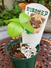 幸せを運ぶ♡四つ葉のザミア⑤