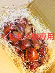 茨城県【笠間産】4Lサイズ